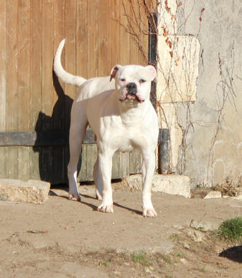Chiots bouledogue américain, disponibles toute l'année Chiots bouledogue américain, disponibles toute l'année