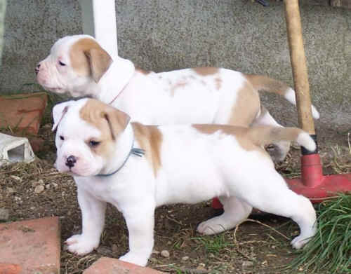  Bully et Salsa ... ! 