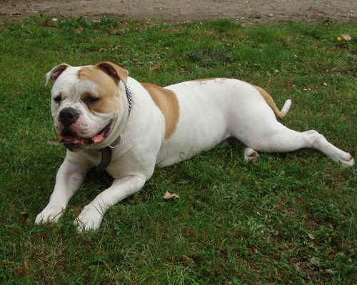  Un peu flmard ..moi ?? non !! ! 