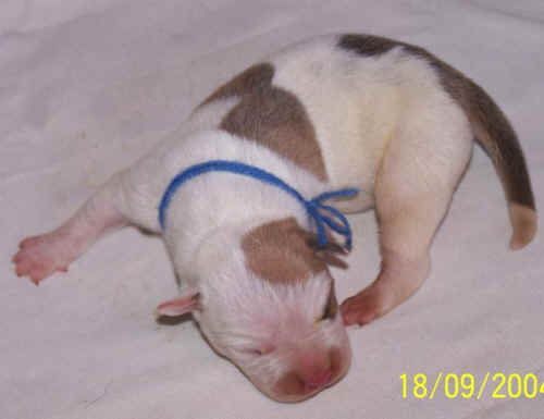  Bully  la naissance ... ! 