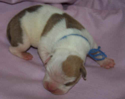  Bully  15 jours... ! 