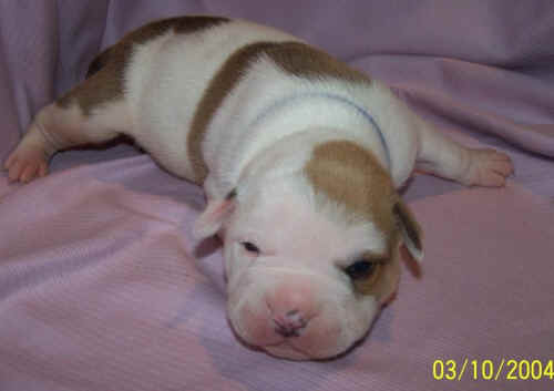  Bully  3 semaines... ! 