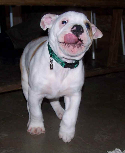  Bully la crapule dj bb  ... ! 