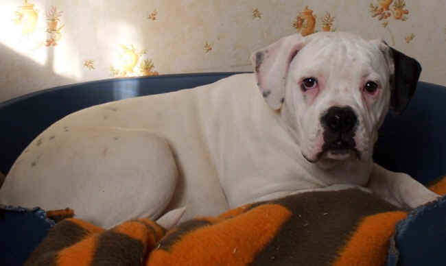Miss Domino au repos  6 mois .. 