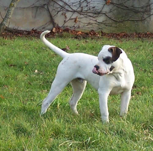 Mais quel amour de ti chien  !!
