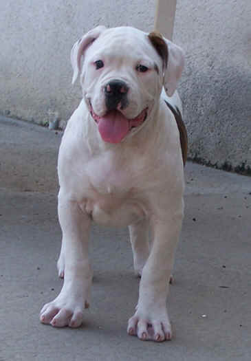  Voila cette bouille d'amour qui a fait craquer mman Nad ... Pas mal non !! Qui aurait rsist  :o)) ??!! 
