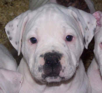  Quand je vous dis qu'elle a une bouille d'ange  ...  