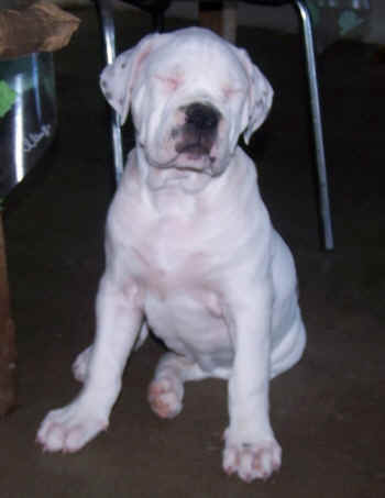  Je suis le plus adorable petit bout de chien de la plante ... 