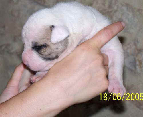 Lady  1 mois, vraiment  croquer ... 