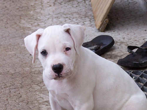  Me voici ... tout petit mais dj ma gueule d'amour...  