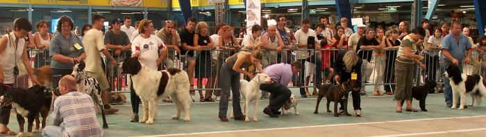 Uranie sur le Ring d'honneur  Nevers pour son premier meilleur de race jeune ! 