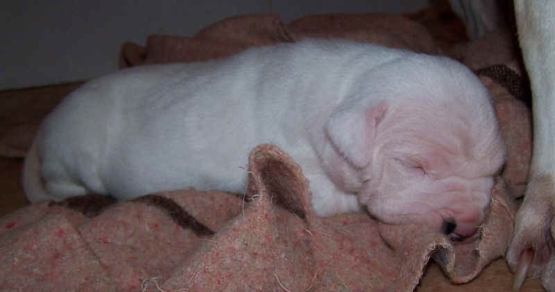 Voici mon petit n'amour  la naissance... elle est pas adorable ??? :o))  