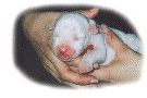 Le petit rouge DOGO, dj petit un gros costaud ! 