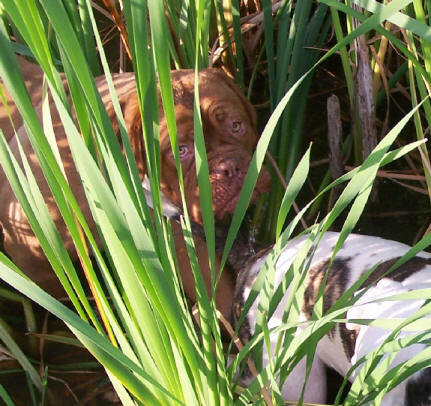 Bimbo A 12 mois, en comando camoufflage pour la chasse aux canards avec copine Madone!!! 