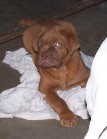 Je ne me lasse pas de regarder mes souvenirs de ma petits Chouchou bb ... Elle change tant ! 