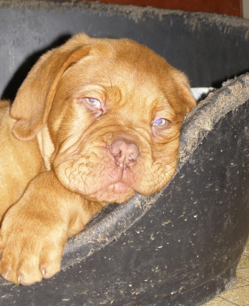 Homer  2 mois  son arrive  la maison,  mourrir de rire ce titi !!! 